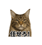 【闘魂注入！】リアルなメインクーンのLINE（個別スタンプ：6）