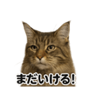 【闘魂注入！】リアルなメインクーンのLINE（個別スタンプ：8）
