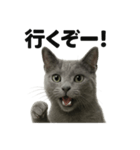 【闘魂注入！】勝ち気なロシアンブルー猫（個別スタンプ：1）