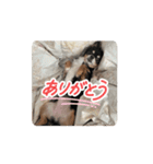 ぺーたん。（個別スタンプ：3）