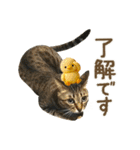 猫のすたんぷ。。。9（個別スタンプ：1）