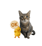 猫のすたんぷ。。。9（個別スタンプ：2）