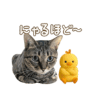 猫のすたんぷ。。。9（個別スタンプ：3）
