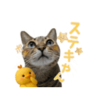 猫のすたんぷ。。。9（個別スタンプ：4）