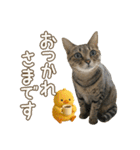 猫のすたんぷ。。。9（個別スタンプ：5）