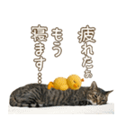 猫のすたんぷ。。。9（個別スタンプ：6）