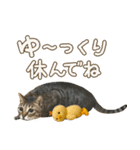 猫のすたんぷ。。。9（個別スタンプ：7）