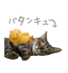 猫のすたんぷ。。。9（個別スタンプ：8）