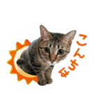 猫のすたんぷ。。。9（個別スタンプ：10）