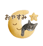 猫のすたんぷ。。。9（個別スタンプ：11）