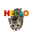 猫のすたんぷ。。。9（個別スタンプ：12）