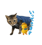 猫のすたんぷ。。。9（個別スタンプ：13）