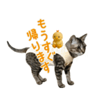 猫のすたんぷ。。。9（個別スタンプ：14）