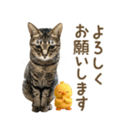 猫のすたんぷ。。。9（個別スタンプ：17）