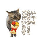 猫のすたんぷ。。。9（個別スタンプ：19）