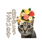 猫のすたんぷ。。。9（個別スタンプ：20）