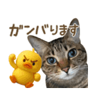 猫のすたんぷ。。。9（個別スタンプ：23）