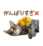 猫のすたんぷ。。。9（個別スタンプ：24）