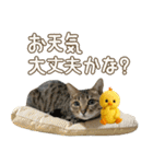 猫のすたんぷ。。。9（個別スタンプ：25）