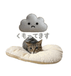 猫のすたんぷ。。。9（個別スタンプ：26）