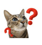猫のすたんぷ。。。9（個別スタンプ：29）