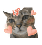 猫のすたんぷ。。。9（個別スタンプ：30）