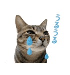 猫のすたんぷ。。。9（個別スタンプ：31）