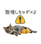 猫のすたんぷ。。。9（個別スタンプ：37）