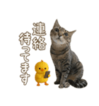 猫のすたんぷ。。。9（個別スタンプ：39）