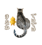 猫のすたんぷ。。。9（個別スタンプ：40）