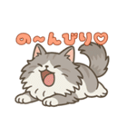 毎日使える！ノルウェージャン猫スタンプ（個別スタンプ：11）