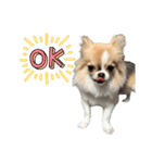 あざと犬ぴの（個別スタンプ：2）