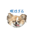 あざと犬ぴの（個別スタンプ：3）