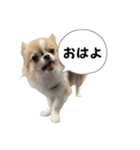 あざと犬ぴの（個別スタンプ：4）