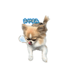 あざと犬ぴの（個別スタンプ：5）