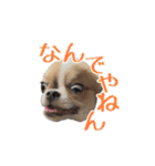 あざと犬ぴの（個別スタンプ：6）