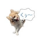 あざと犬ぴの（個別スタンプ：7）