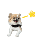あざと犬ぴの（個別スタンプ：8）