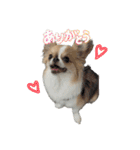あざと犬ぴの（個別スタンプ：9）