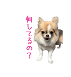 あざと犬ぴの（個別スタンプ：10）