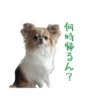 あざと犬ぴの（個別スタンプ：11）