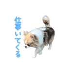 あざと犬ぴの（個別スタンプ：13）