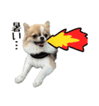 あざと犬ぴの（個別スタンプ：14）