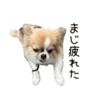 あざと犬ぴの（個別スタンプ：15）