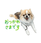 あざと犬ぴの（個別スタンプ：16）