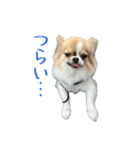 あざと犬ぴの（個別スタンプ：17）