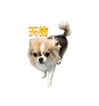 あざと犬ぴの（個別スタンプ：18）