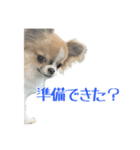 あざと犬ぴの（個別スタンプ：19）