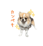 あざと犬ぴの（個別スタンプ：20）