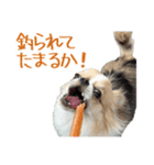 あざと犬ぴの（個別スタンプ：22）